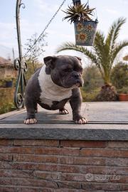 Cucciola alta genealogia bully micro