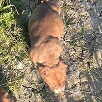 Per monta american pitbull terrier (ukc)