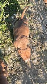 Per monta american pitbull terrier (ukc)