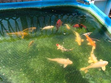 Carpe Koi 40 cm - Varese