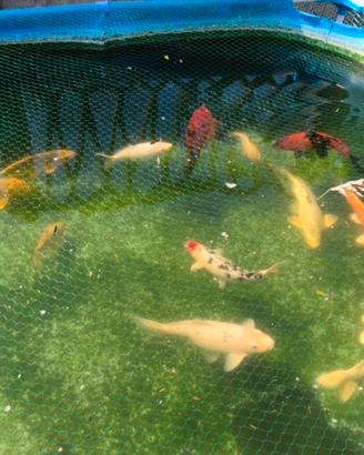Carpe Koi 40 cm - Varese