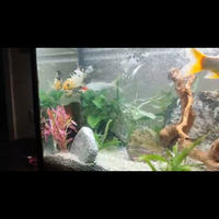 Pesci ,Carpe koi