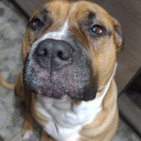 Tyson Amstaff dal cuore d oro