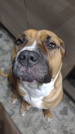 Tyson Amstaff dal cuore d oro