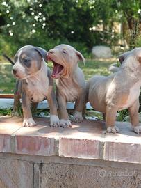 Pitbull tricolor e blue nose