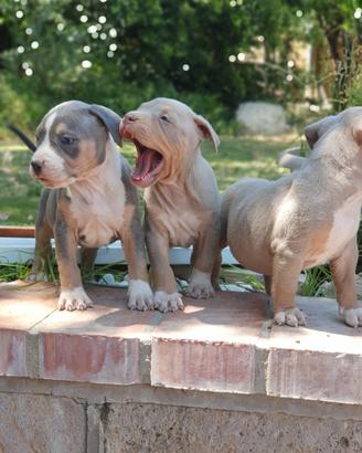 Pitbull tricolor e blue nose