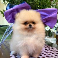 Cuccioli Spitz Tedesco Nano (Pomerania)