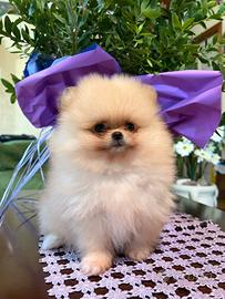 Cuccioli Spitz Tedesco Nano (Pomerania)