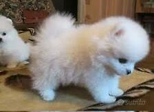 Spitz miny toy