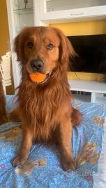 Golden retriever per monta