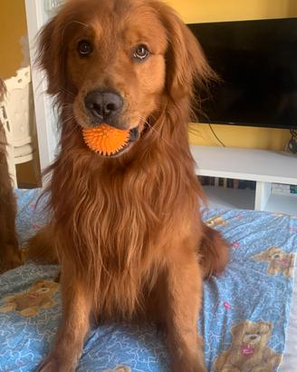 Golden retriever per monta