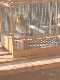 Ibrido di cardellino