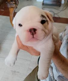 Cuccioli bulldog inglese