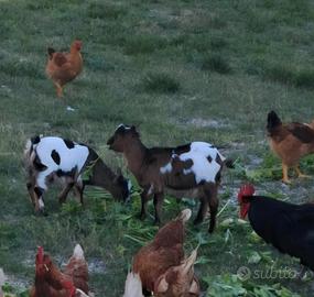 Coppia caprette 6 mesi