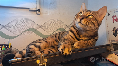 Bengala cucciolo maschio