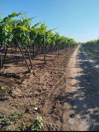Terreno 2 ettari Zona Crocifisso