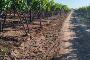 Terreno 2 ettari Zona Crocifisso