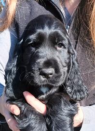 Cuccioli di cocker spaniel inglese