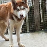 Husky in adozione