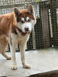 Husky in adozione