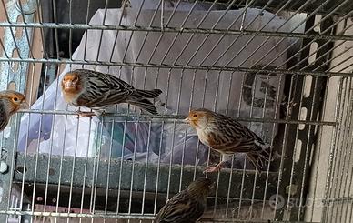 Canarini Agata maschi