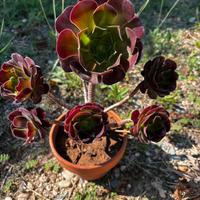 Pianta succulenta grenovia