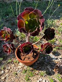 Pianta succulenta grenovia