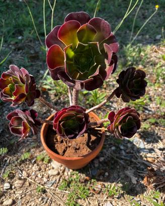 Pianta succulenta grenovia