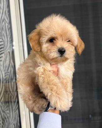 Maltipoo toy