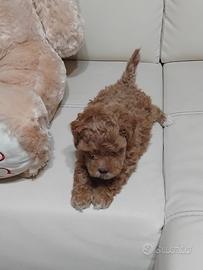 Mini toy di barboncini,maltipoo,maltesi, a r.a.t.e
