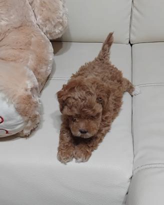 Mini toy di barboncini,maltipoo,maltesi, a r.a.t.e