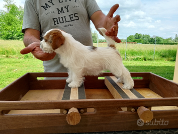 Cuccioli Jack Russell terrier