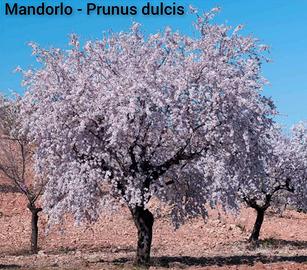 Piante alberi arbusti vari in vaso da 26