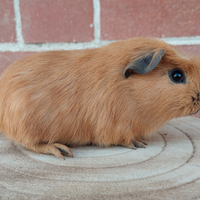 Cavia porcellino d'india crested