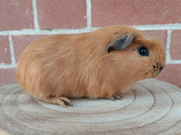 Cavia porcellino d'india crested