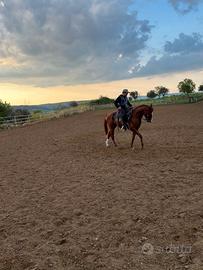 Puledro quarter horse