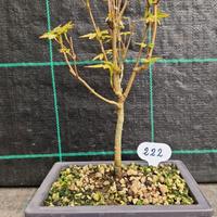 Bonsai diAcero Tridente Acer Buergerianum 222