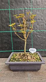 Bonsai diAcero Tridente Acer Buergerianum 222