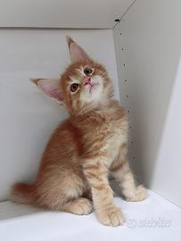 Maine coon maschio