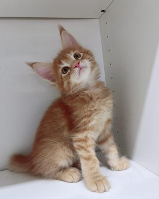 Maine coon maschio