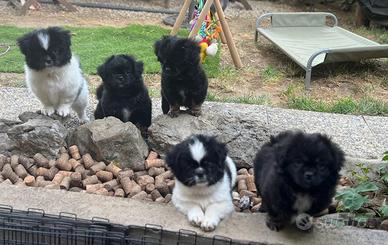 Cuccioli Tibetan Spaniel