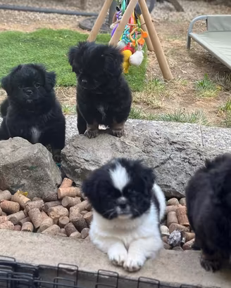 Cuccioli Tibetan Spaniel