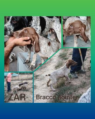 Cuccioli bracco pointer