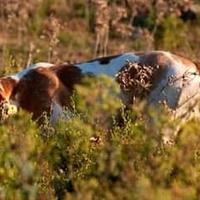 Pointer Inglesi per Acoppiamento