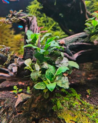 annubias nana, pinto e pangolino 
