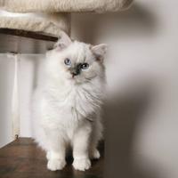 Ragdoll femmina disponibile