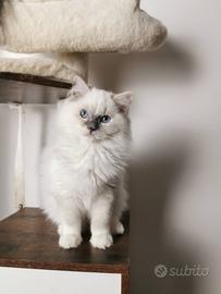 Ragdoll femmina disponibile