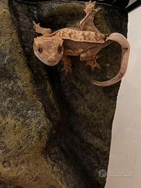 Geco ciliatus