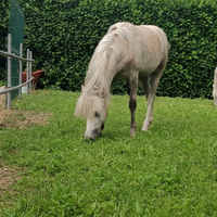 Pony Welsh femmina