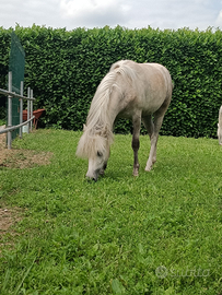 Pony Welsh femmina
